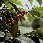 Ripe and unripe coffee cherries on a lush green branch in Central Java, Indonesia.