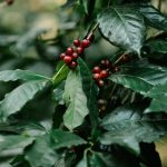 Bunches of coffee cherries growing on stems of plant with lush leaves on farmland in summer